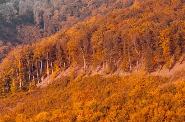 Dağ, orman manzara sonbahar orman görünümünde
