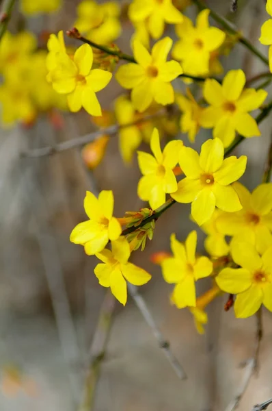 Téli jázmin Jasminum nudiflorum sárga virág — Stock Fotó