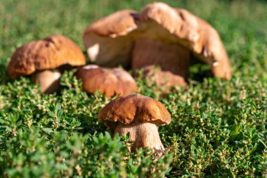 Yeşil çimlerde büyüyen birkaç sese. Yaşam alanı kapanıyor.