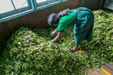 Sri Lanka 'daki çay fabrikasında yapraklar kuruyor. Çay üretimi. Çay ağacı yapraklarını kurutmak için özel bir oda..