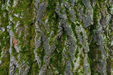 old linden bark covered with moss. relief bark resembles view high mountains wooded from above. texture old bark with moss. Very nice macro plan. moss on bark