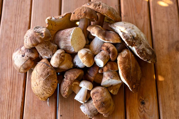 Tahta masada porcini mantarı hasadı