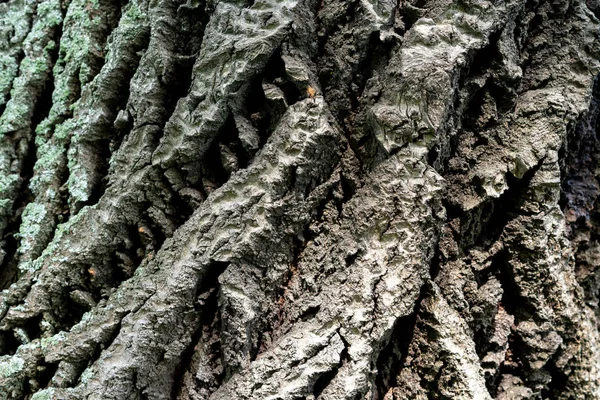 Yaşlı Ihlamur Ağacı Kabuğu Rahatlama Kabuğu Yukarıdan Görünen Yüksek Dağlar — Stok fotoğraf