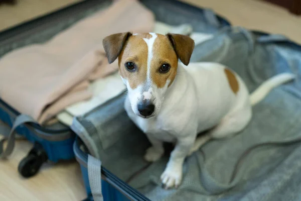 Köpek bavulda oturuyor. Jack Russell Terrier bavulu koruyor. Hayvanlarla seyahat kavramı