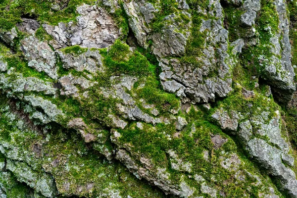 Old Linden Bark Covered Moss Relief Bark Resembles View High — 스톡 사진