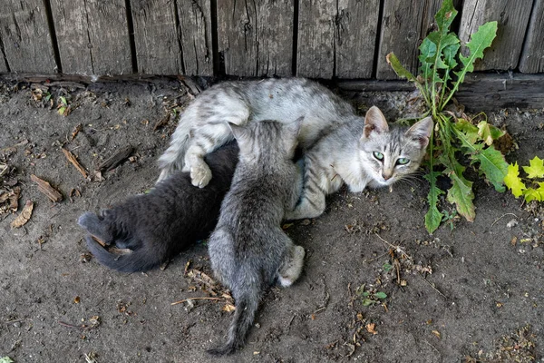 无家可归的猫在篱笆下的街上喂猫 小猫从它们的母亲那里吸奶 有后代的无家可归的动物 图库图片