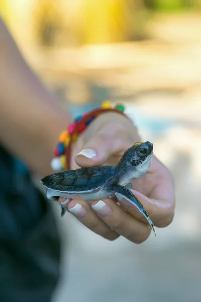 Kura Kura Muda Tangan Gadis Kura Kura Laut Kecil Manusia Stok Foto