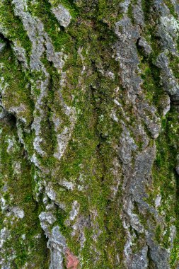 old linden bark covered with moss. relief bark resembles view high mountains wooded from above. texture old bark with moss. Very nice macro plan. moss on bark