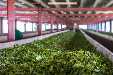 Sri Lanka 'daki çay fabrikasında yapraklar kuruyor. Çay üretimi. Çay ağacı yapraklarını kurutmak için özel bir oda..
