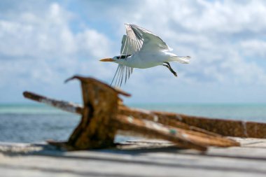 Martı iskele üzerinde alçaktan uçar. Donmuş kuş uçuşu. Uçan martılara yakın çekim. Çapa iskelede yatıyor ve martı onun üzerinde uçuyor..