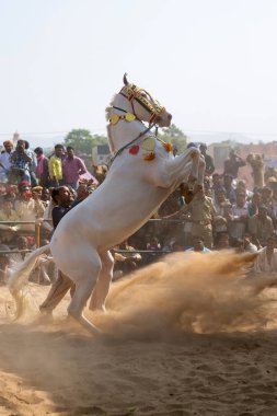 Pushkar, Hindistan 11.20.2015 deve fuarında gösteri atları. Seyirciler antrenörleriyle performans atına bakıyor. At kumda zıplıyor.