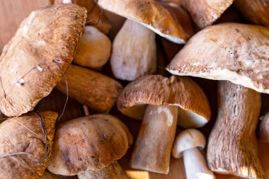 Farklı boyutlarda ve şekillerde porcini mantarı hasadı