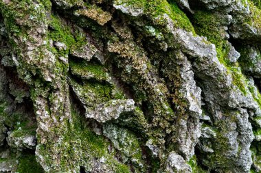old linden bark covered with moss. relief bark resembles view high mountains wooded from above. texture old bark with moss. Very nice macro plan. moss on bark