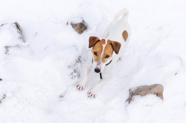 pürüzsüz saçlı Jack Russell Terrier karda oynuyor