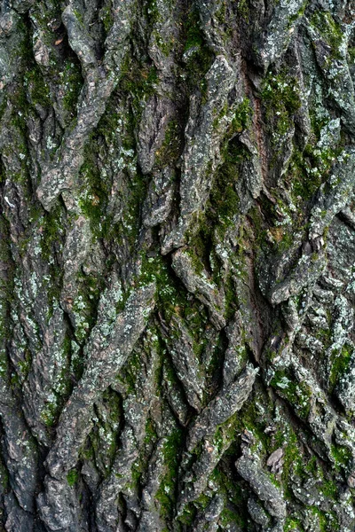 Old Linden Bark Covered Moss Relief Bark Resembles View High — Stockfoto