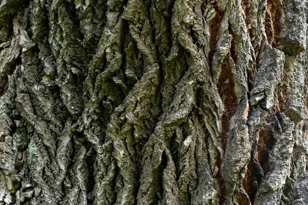 Latido Velha Tília Bark Relevo Como Montanhas Altas Vista Cima — Fotografia de Stock