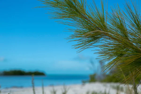 Tak Van Naaldboom Tegen Turquoise Water Van Caribische Zee Heldere — Stockfoto