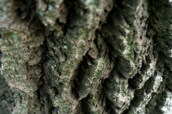 Kůra Starého Lípy Reliéfní Kůra Jako Pohled Vysoké Hory Shora — Stock fotografie