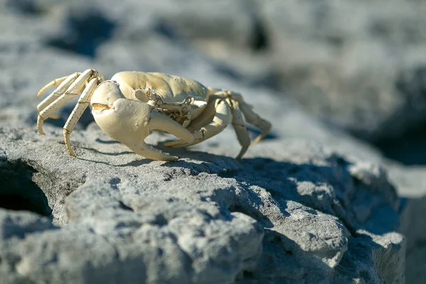 big dead, dried crab is lying on rock under scorching sun. End of life. Carcass.