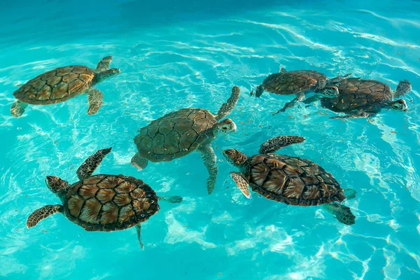 Schildkrötenaufzucht Zucht Von Meeresschildkröten Kleine Schildkröten Schwimmen Einem Künstlichen Pool — Stockfoto