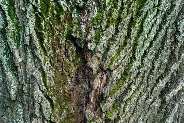 Old Linden Bark Covered Moss Relief Bark Resembles View High — 스톡 사진