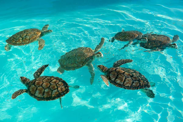 海龟苗圃 繁殖海龟 小海龟在人工游泳池里游泳 免版税图库照片