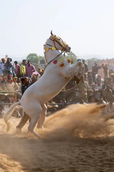 Pushkar India 2015 Demonstration Horses Camel Fair Pushkar 观众和驯马师一起观看表演马 沙地上的马蹄 免版税图库图片