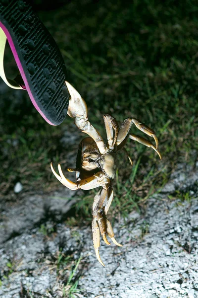 Kepiting Tanah Besar Memegang Sepatu Cakar Malam Berburu Kepiting Stok Lukisan  