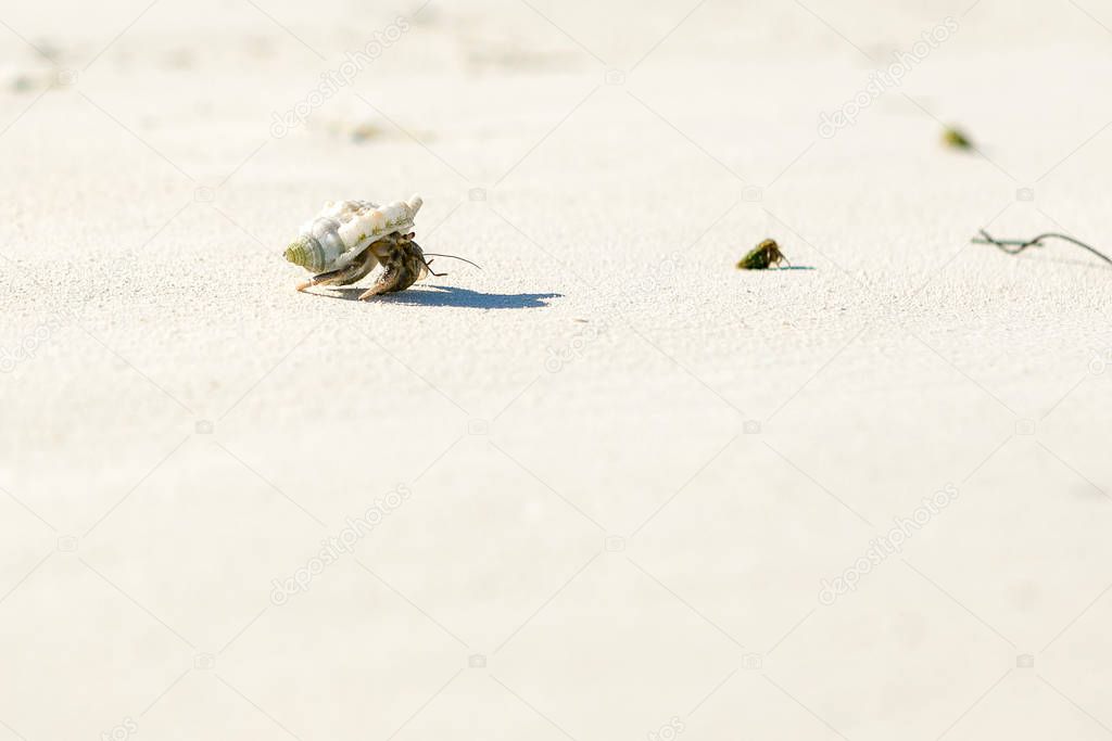 small hermit crab in conch creeps on white fine sand. Beach, arthropod, live. Exotic animal.