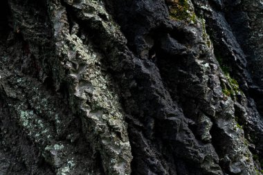 Yaşlı ıhlamur ağacı kabuğu. Rahatlama kabuğu yukarıdan görünen yüksek dağlar gibidir. Eski ağaç kabuğu dokusu