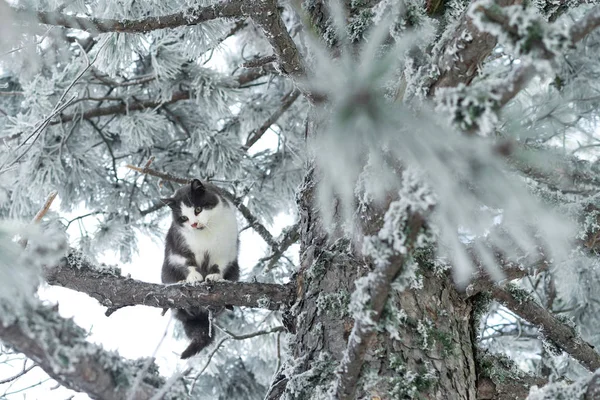这只猫坐在美丽的冰松木树枝上 冬树霜雪 — 图库照片