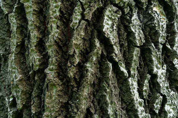 Φλοιό Του Δέντρου Παλιά Linden Ανακούφιση Φλοιό Είναι Σαν Θέα — Φωτογραφία Αρχείου