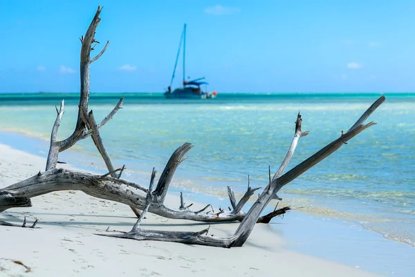 Mooi Addertje Onder Het Gras Met Uitzicht Turquoise Caribische Zee — Stockfoto