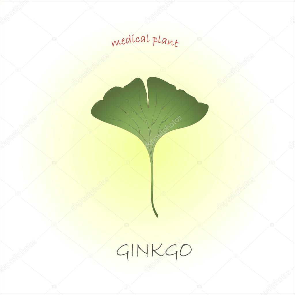 Typography banner with tipping Ginkgo, medical plant, green hand drawn cannabis leaf vector illustration