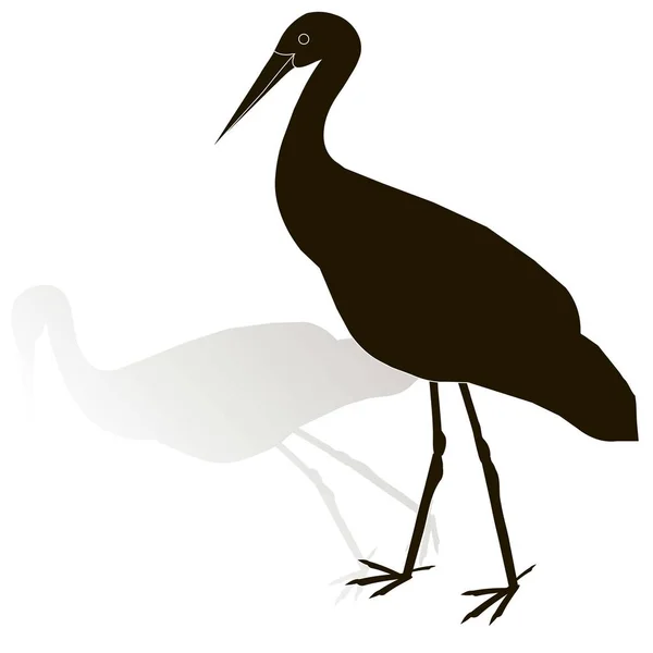 Schwarze Silhouette eines Storchs mit Schatten auf Weiß, Vektorillustration — Stockvektor