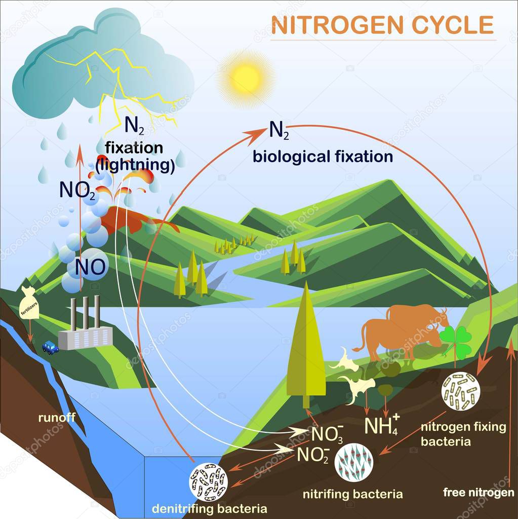 Scheme of the Nitrogen cycle, flats design vector illustration