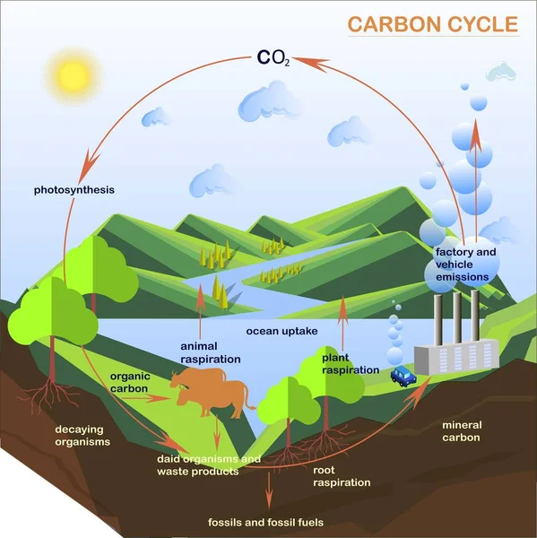 Esquema del ciclo del carbono, pisos diseño ilustración vector stock — Vector de stock