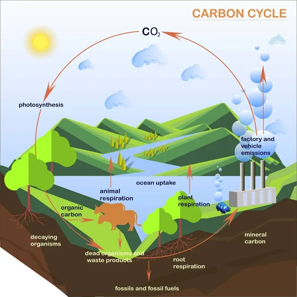 Scheme of the Carbon cycle, flats design stock vector illustration — Stock Vector