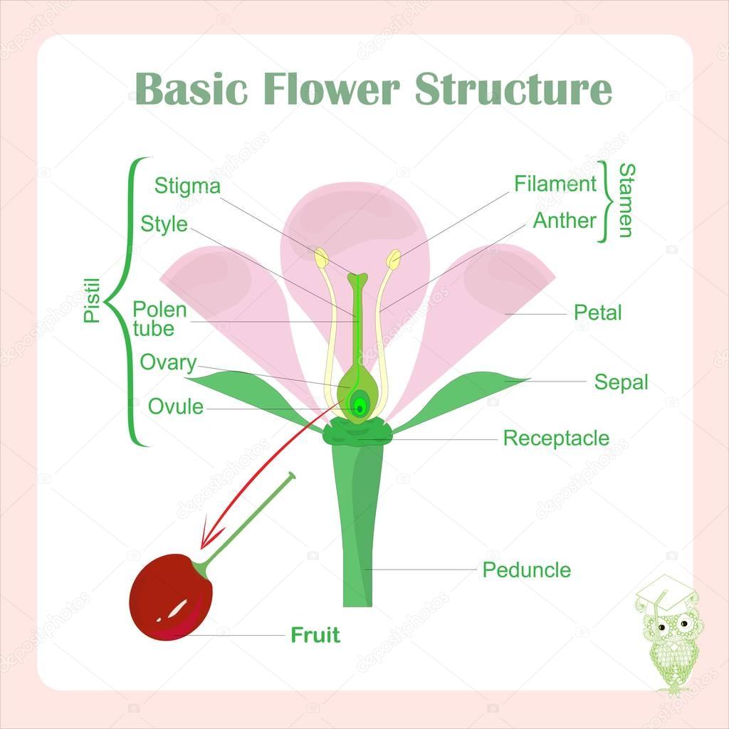 Scheme of basic flower structure. Learning biology stock vector illustration