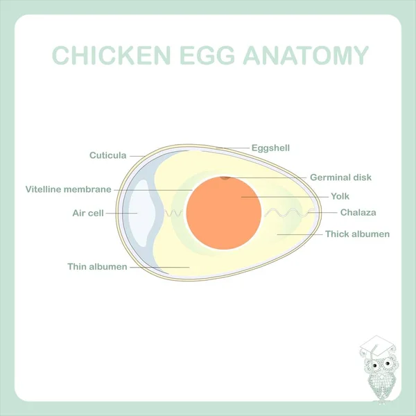 Схематическая анатомия куриных яиц векторная векторная иллюстрация, отмечена тонким альбумином, халазой, желтком, вителлиновой мембраной, зародышевым диском, яичной скорлупой, кутикулой, воздушной клеткой, толстым альбумином — стоковый вектор
