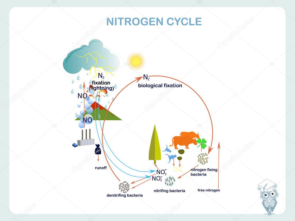 Scheme of the Nitrogen cycle, flats design vector illustration