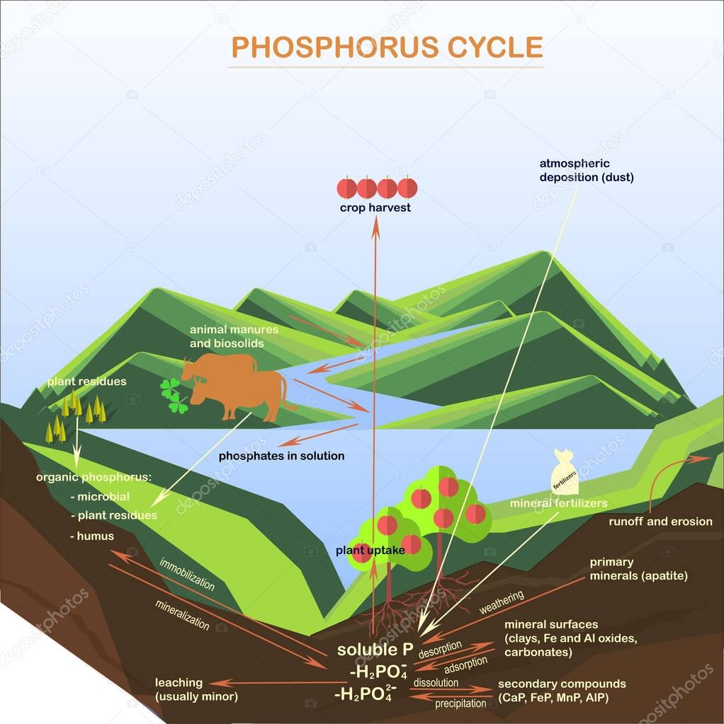 Scheme of the Phosphorus cycle, flats design vector illustration