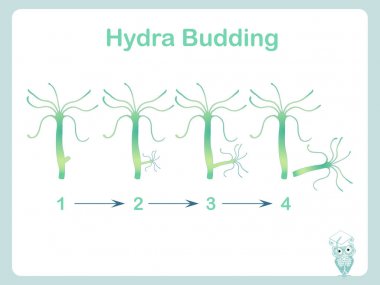 Hydra tomurcuklanma illüstrasyon okul Biyoloji hisse senedi vektör çizim dersleri