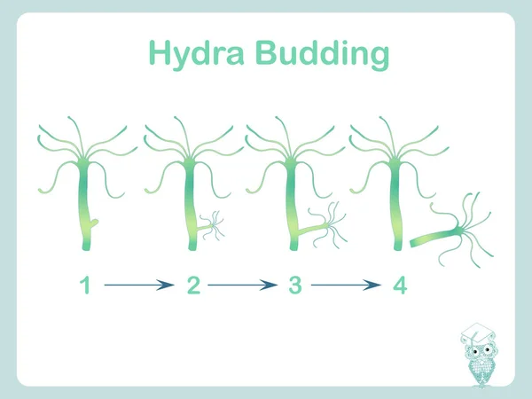 Hydra brotação ilustração para aulas de biologia escolar estoque vetor ilustração —  Vetores de Stock