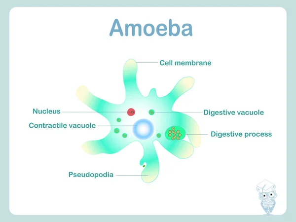 Esquema de Amoeba para ilustração do vetor de estoque de educação escolar —  Vetores de Stock