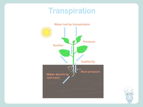 Transpiration der Pflanze. Bunte Illustration auf weißem Aktienvektor für Bildung — Stockvektor