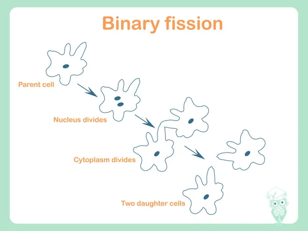 Schéma de fission binaire pour l'éducation scolaire illustration vectorielle du stock — Image vectorielle