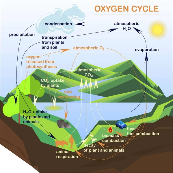 Scheme of the Oxygen cycle, flats design stock vector illustration — Stock Vector