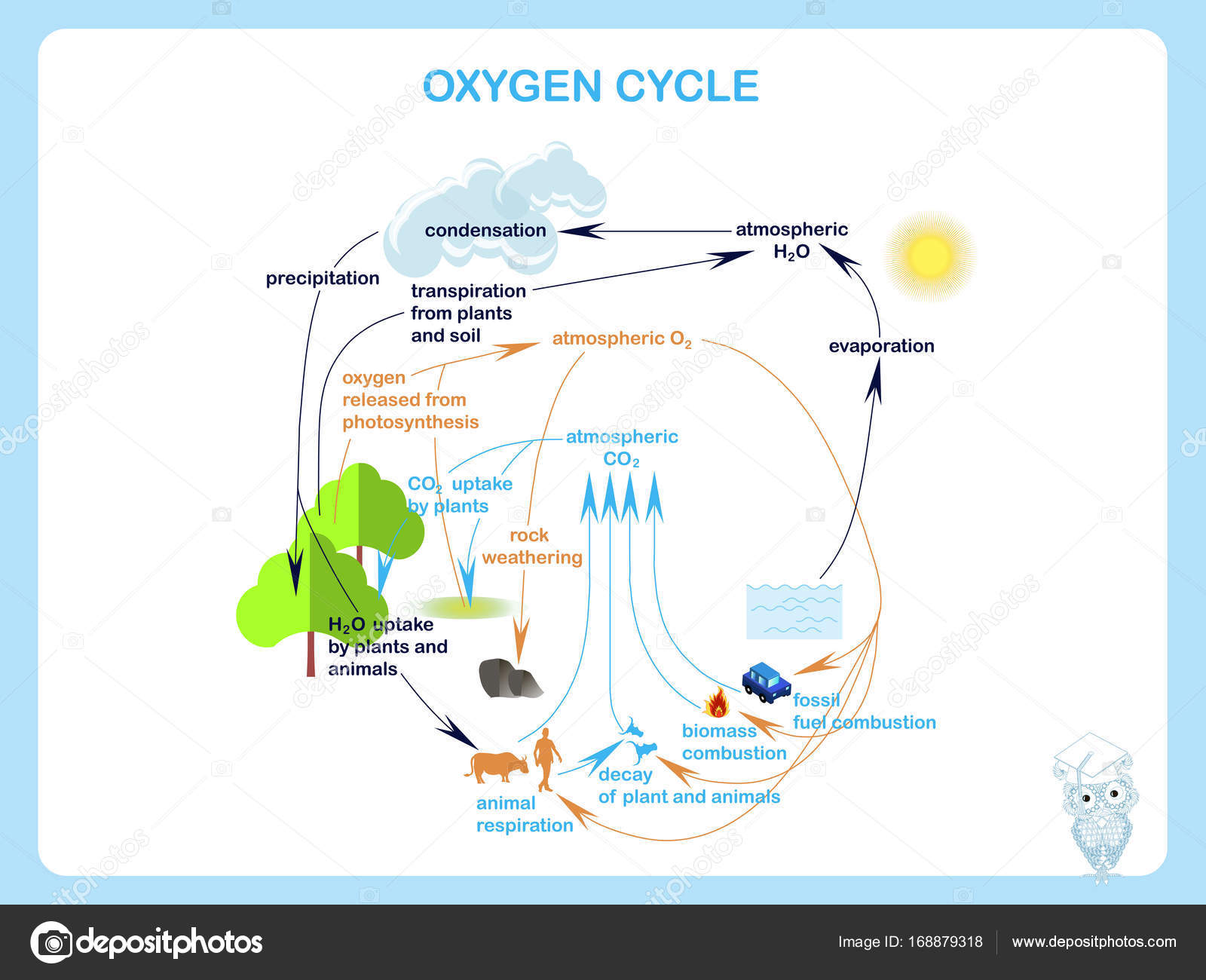 Vektorgrafiken Ciclo Oxigeno Vektorbilder Ciclo Oxigeno Depositphotos
