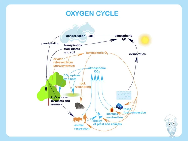 Esquema del ciclo del oxígeno, planos diseño stock vector ilustración — Vector de stock